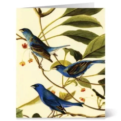 Hot The Met Store Audubon Birds Notecards